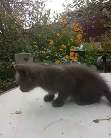 Отдам котёнка в хорошие руки, фотография 1