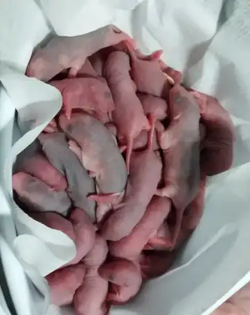 Кормовые крысы мыши хомячки, фотография 1