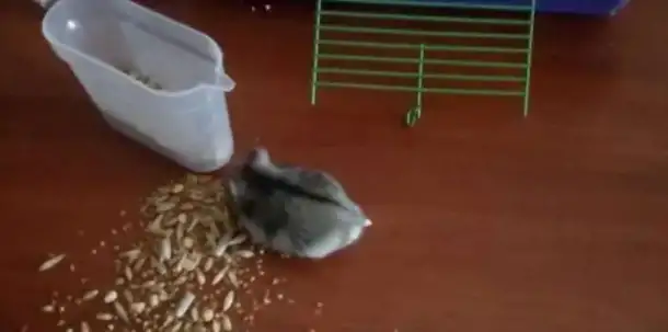Хомячки, фотография 1