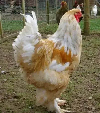 Инкубационное яйцо кур породы Брама лимонная, фотография 5