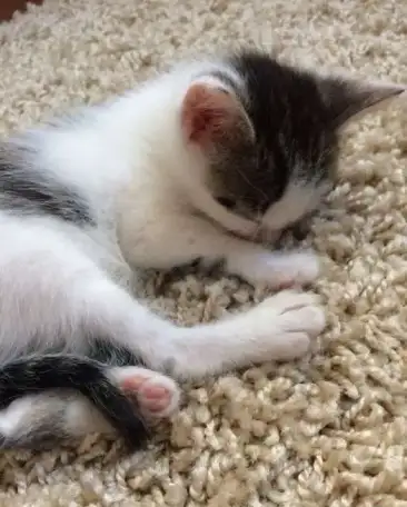 Котенок, фотография 1