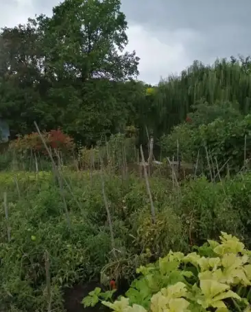 Продам Дачу в г. Жигулевске СНТ Крона 40,00 м2, фотография 16