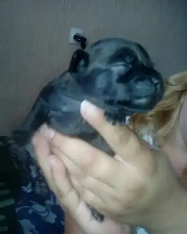 щенки, фотография 1