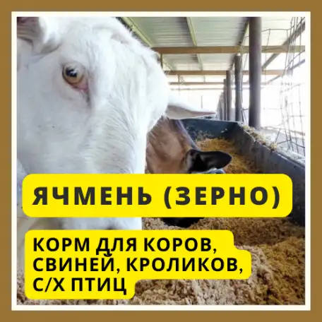 Ячмень для коров, коз, свиней, кроликов, с/х птиц, фотография 4