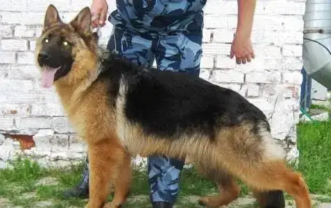 щенки немецкой овчарки, фотография 2