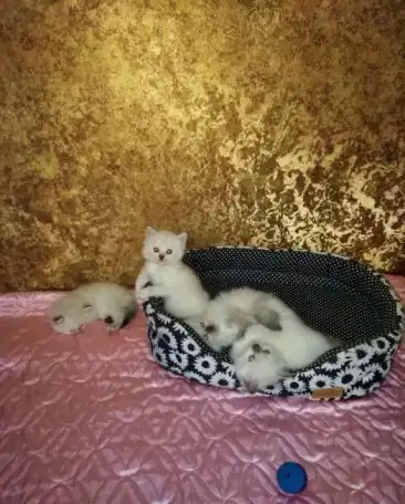 Продаю Невских Маскарадных котят., фотография 1