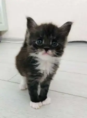 Продаются котята мейн-куна, фотография 7
