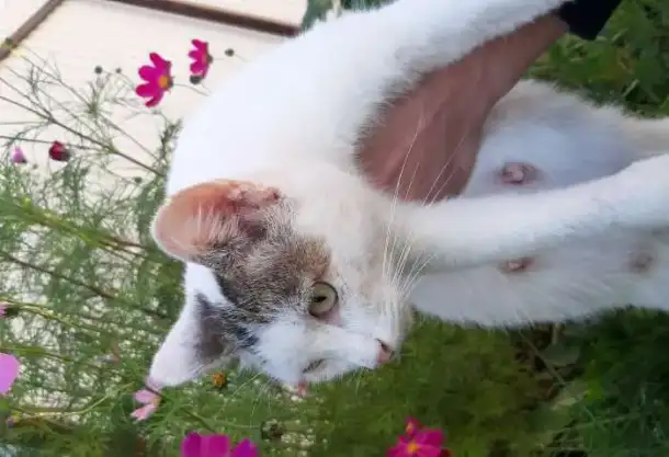 Кошка и её милые котята!, фотография 2