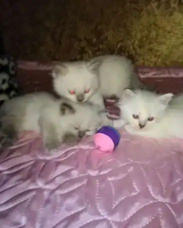 Продаю Невских Маскарадных котят., фотография 6