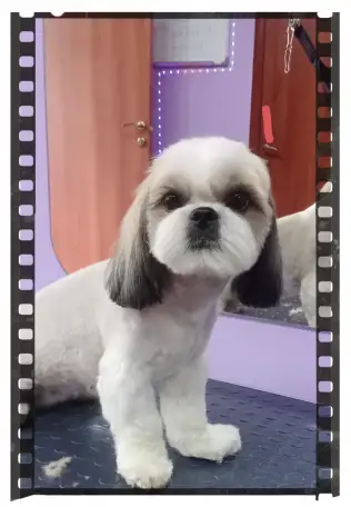 Стрижка собак и кошек Тольятти, фотография 2