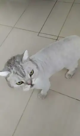 Стрижка кошек, фотография 2