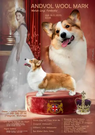 Щенки корги  девочка Донецк, фотография 1