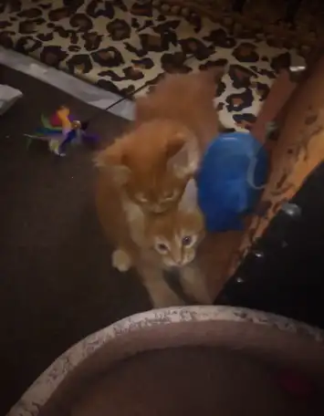 Котята мейн-кун, фотография 3