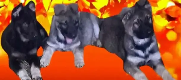 Щегки ВЕО (восточноевропейской овчарки), фотография 11
