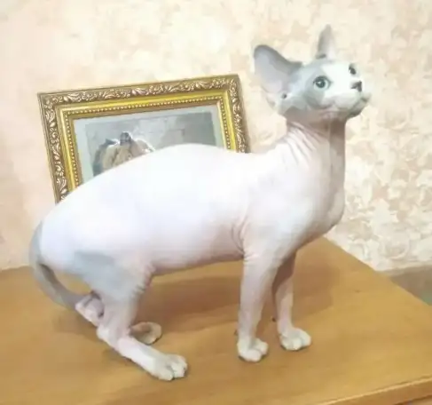 Канадские детки, фотография 1