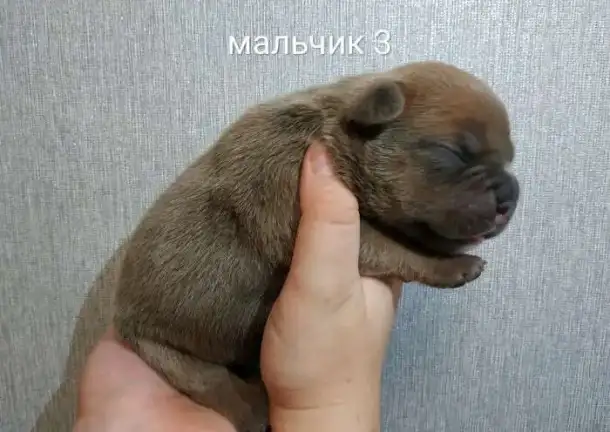 Щенки американского булли доступны для брони, фотография 4