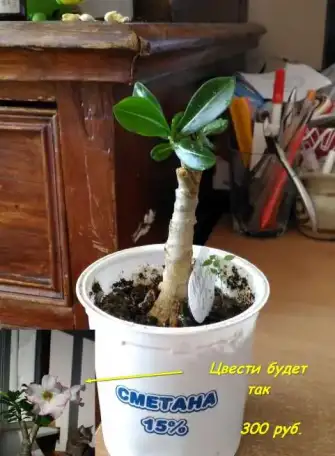 Адениумы сортовые., фотография 4