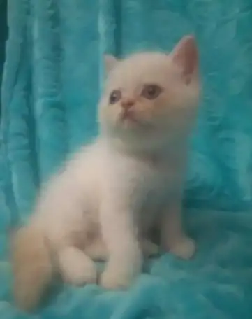Котёнок экзотический, фотография 2