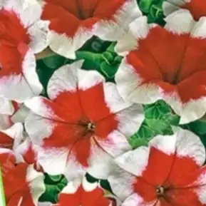 Петуния, фотография 1