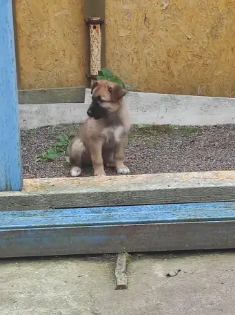 Собака в добрые руки., фотография 2