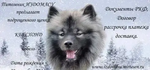 Продается Кеесхонд — подрощенный щенок!, фотография 1