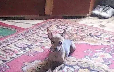 ;животные, фотография 1