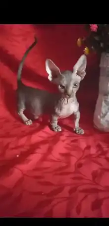 Котята эльфы,двэльфы,сфинксы, фотография 5