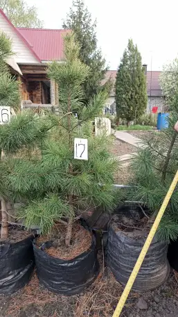 Продам кедры сибирские и корейские можжевельник обыкновенный, фотография 4