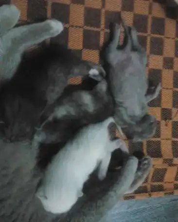 продам котят от британской кошки, фотография 2