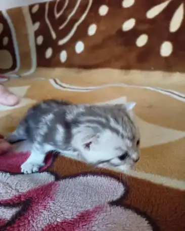Шотландские котята, фотография 7