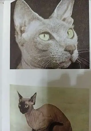 Книга Энциклопедия Кошки. Джино Пуньетти., фотография 7