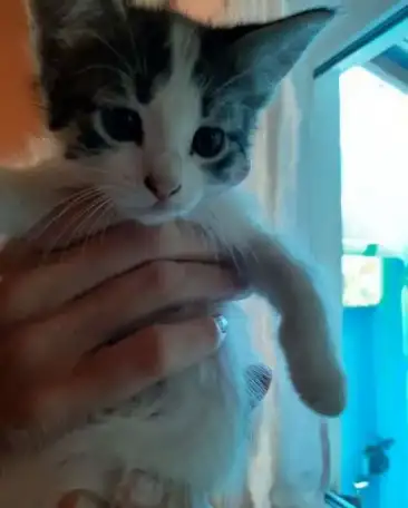 Отдам котят в добрые руки, фотография 3