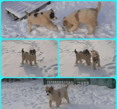 Щенки Среднеазиатской овчарки, фотография 2