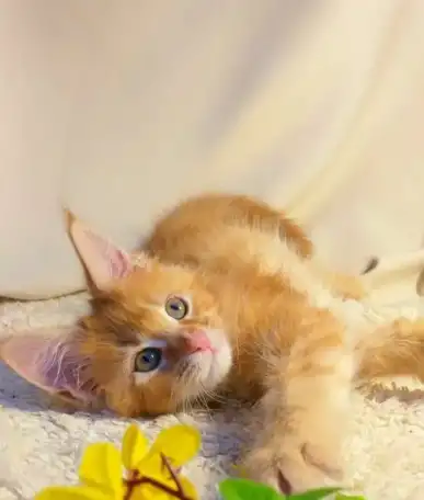 Солнечные котята Мейн-кун, фотография 2