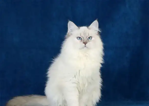 Сибирские котята питомник Знатный Зверь, фотография 3