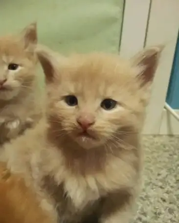 Котята мейн-куна, фотография 2