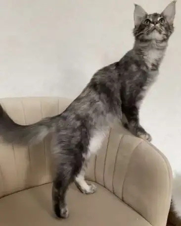 Котята мейн-Кун, фотография 3