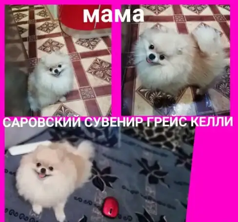 щенок померанского шпица девочка, фотография 3