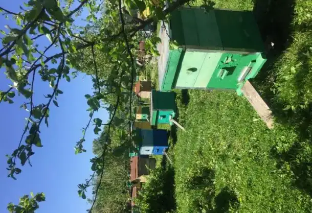продажа пчелосемьи, фотография 1