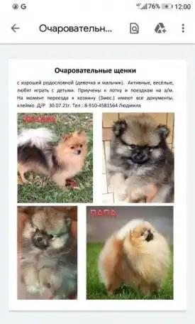 Щенки померанского шпица, фотография 3
