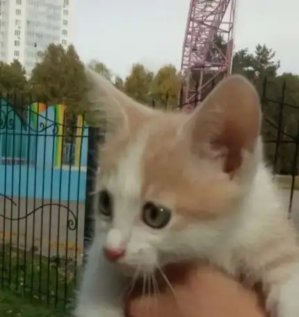 Котенок  в хорошие руки, фотография 2