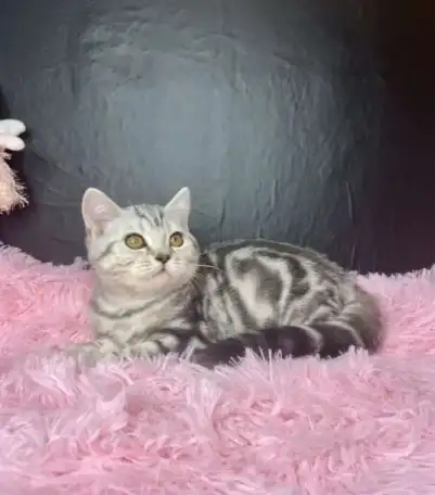 Британские котята, фотография 3
