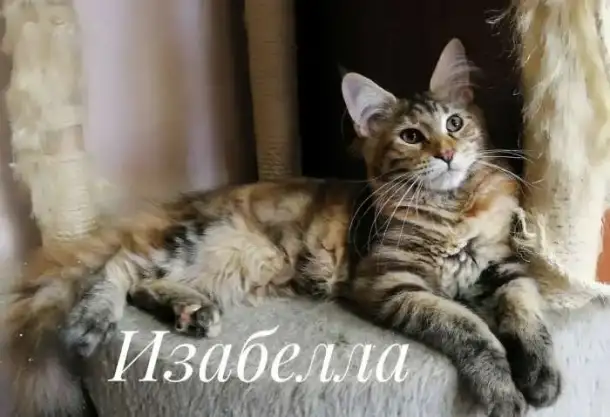 котята Мейн-куна, фотография 4