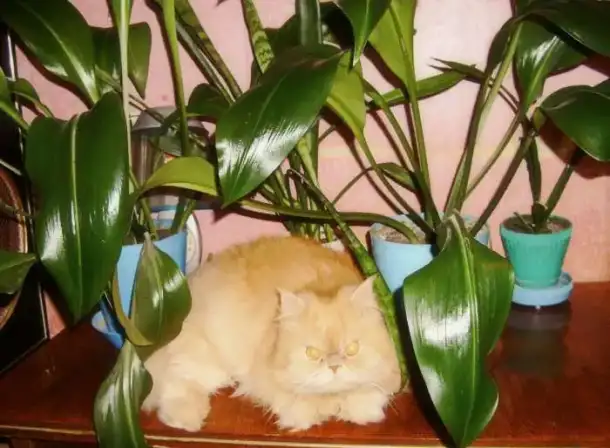 Коты-кошки на передержку., фотография 7