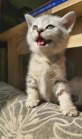 Шотландские котята, фотография 1