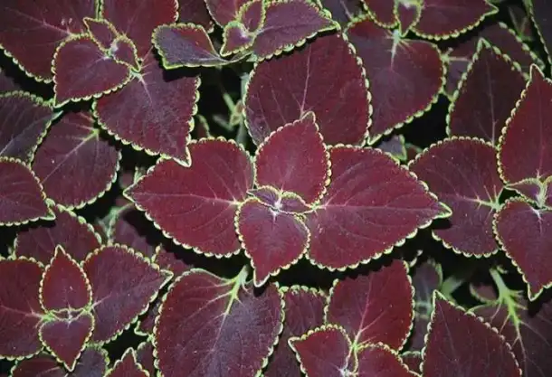 Тольятти. Продаю Колеус Блюма (Coleus blumei)., фотография 3