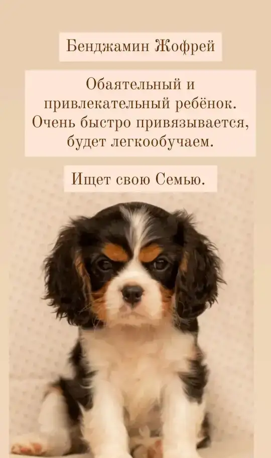 Кавалер кинг чарльз спаниель щенки, фотография 3
