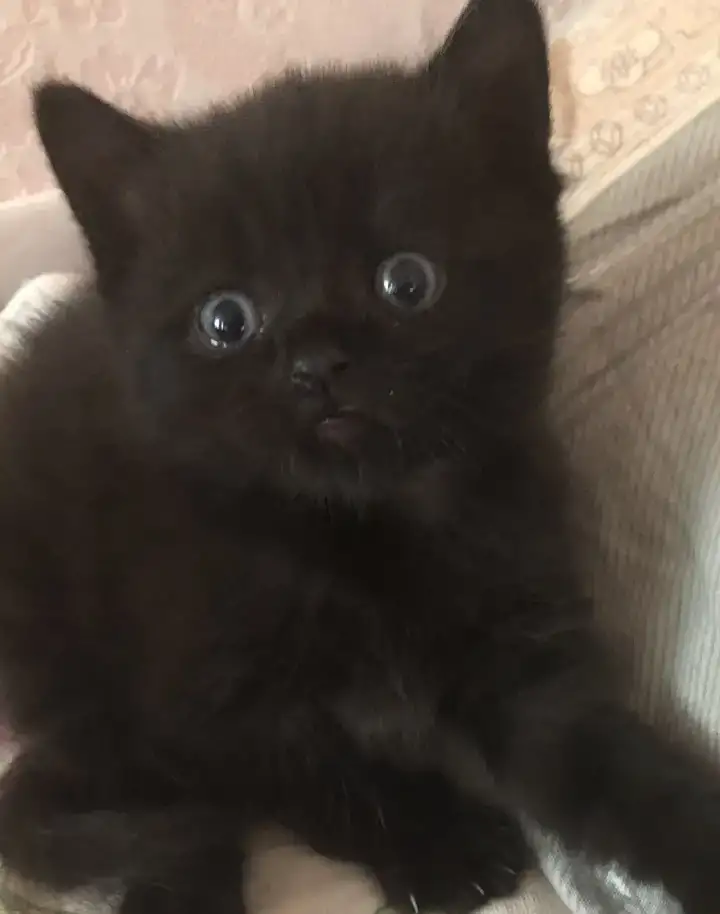 Котята британские, фотография 2