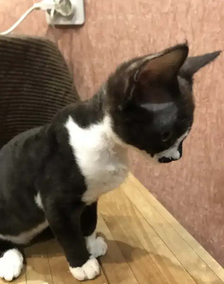 Котята Девон Рекс от титулованных родителе, фотография 2