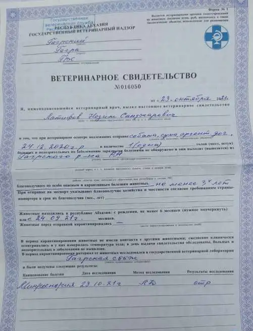 аргентинский дог, фотография 11